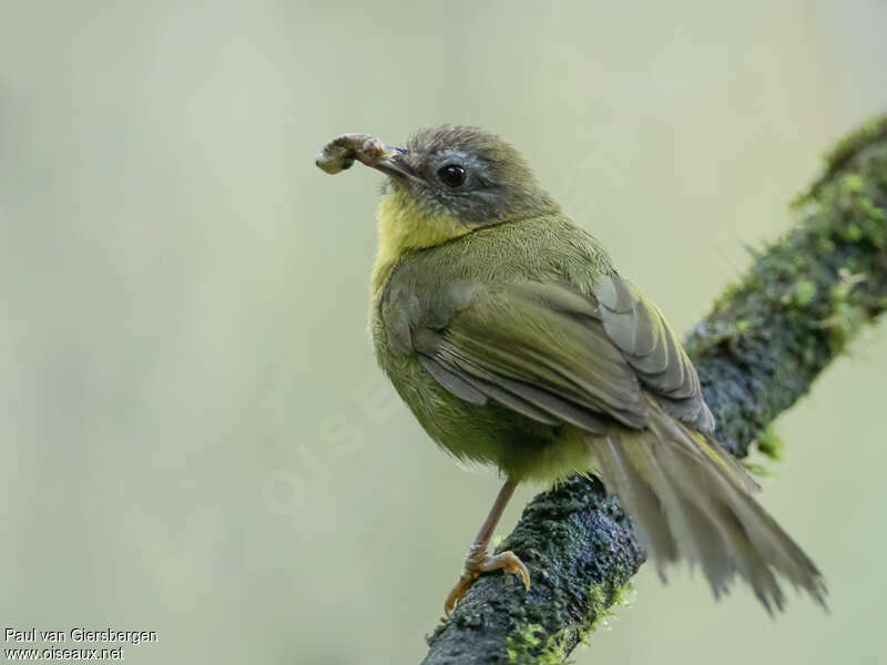 Wedge-tailed Jeryadult