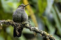 Érione à pattes rousses