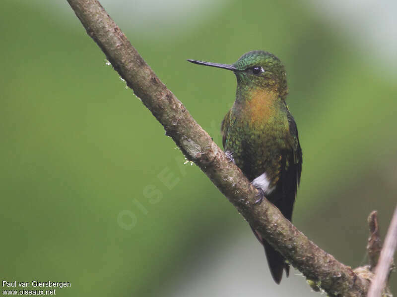 Golden-breasted Pufflegadult, close-up portrait, pigmentation