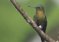 Golden-breasted Puffleg