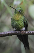 Golden-breasted Puffleg