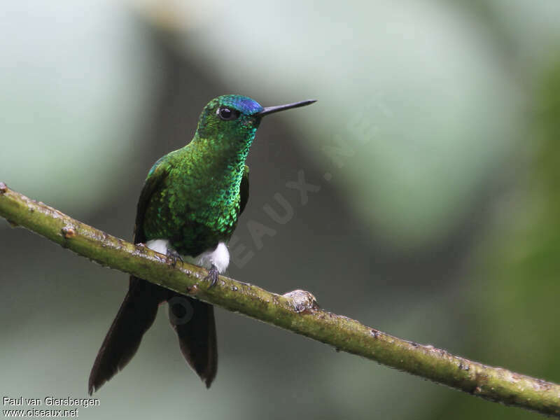 Sapphire-vented Puffleg male adult, close-up portrait, pigmentation