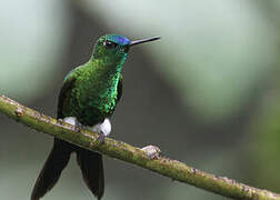 Sapphire-vented Puffleg