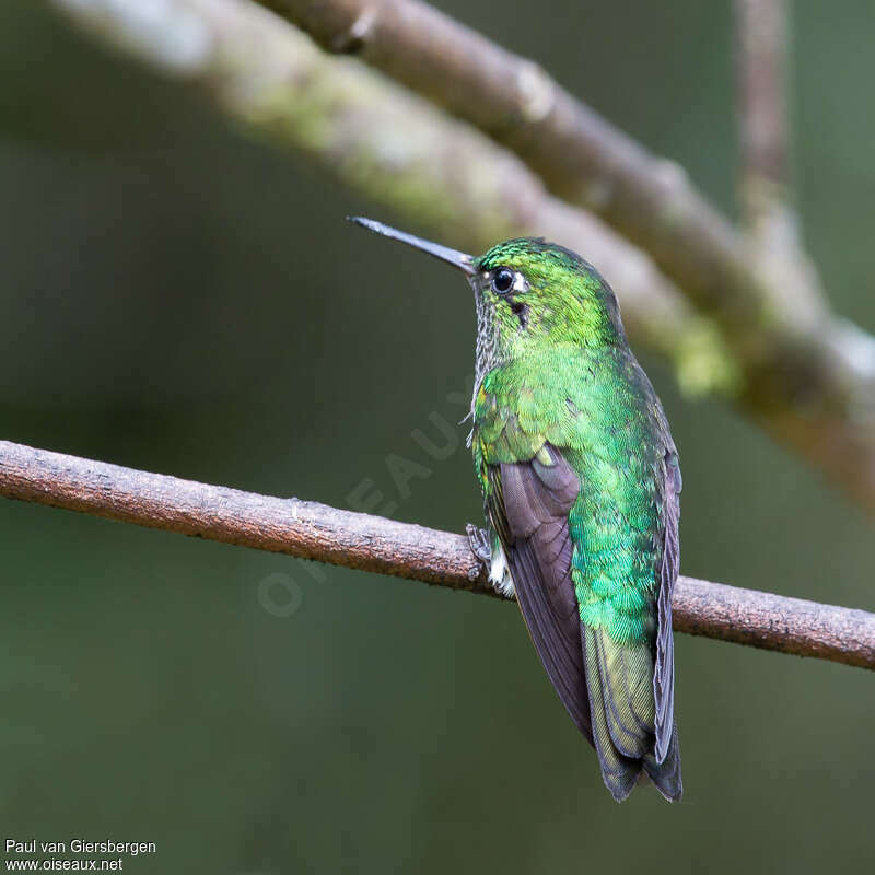 Emerald-bellied Pufflegadult, pigmentation