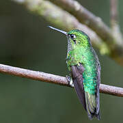 Emerald-bellied Puffleg