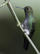 Greenish Puffleg