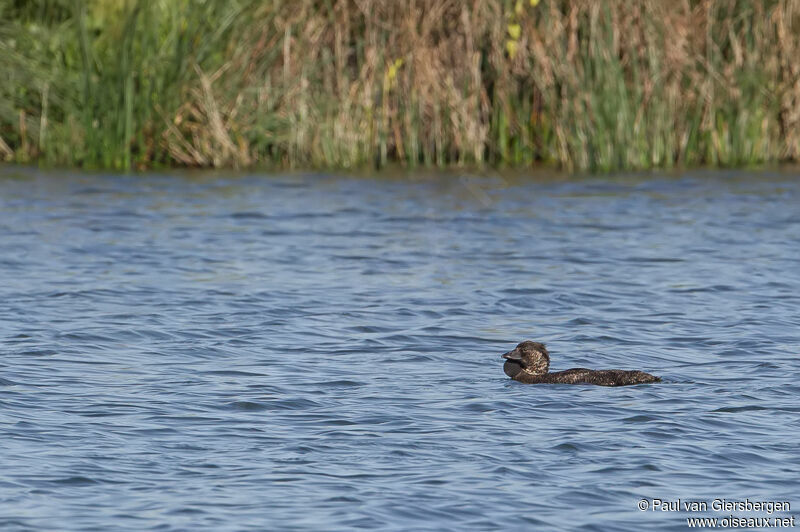 Musk Duck