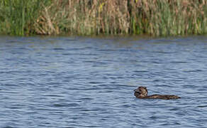 Musk Duck