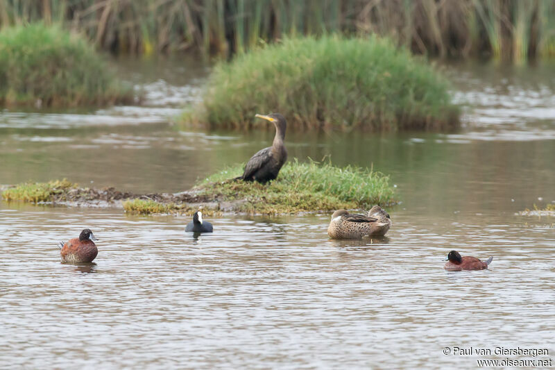 Andean Duck