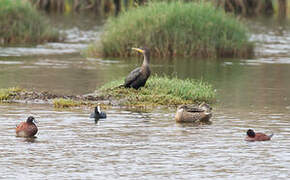 Andean Duck