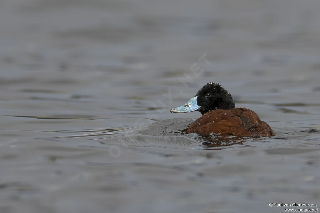 Andean Duckadult