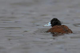 Andean Duck