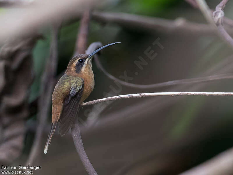 Stripe-throated Hermitadult, identification