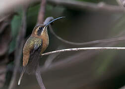 Stripe-throated Hermit