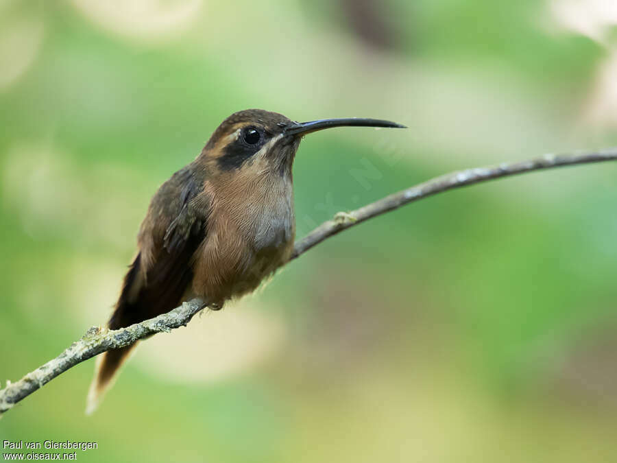 Stripe-throated Hermitadult