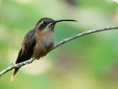 Stripe-throated Hermit