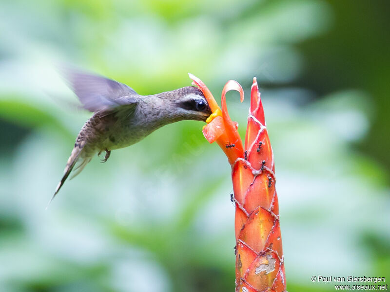 Long-billed Hermit