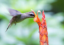 Long-billed Hermit