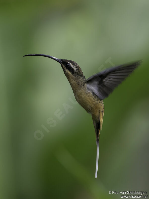 Tawny-bellied Hermitadult