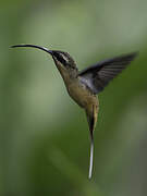 Tawny-bellied Hermit