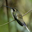 Ermite anthophile