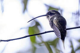 White-bearded Hermit