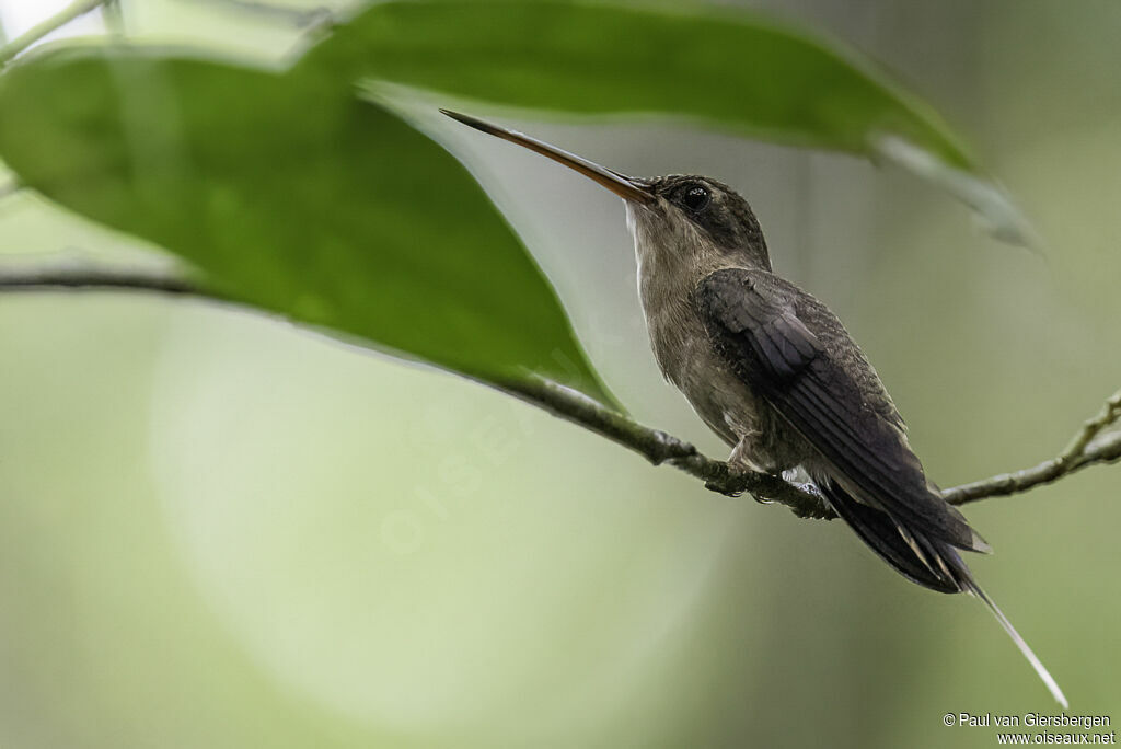 Straight-billed Hermitadult