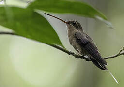 Straight-billed Hermit