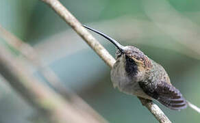 Scale-throated Hermit