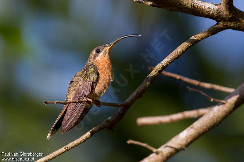 Rufous-breasted Hermitadult, identification