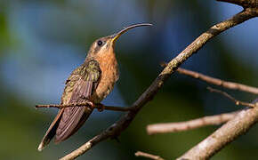 Rufous-breasted Hermit