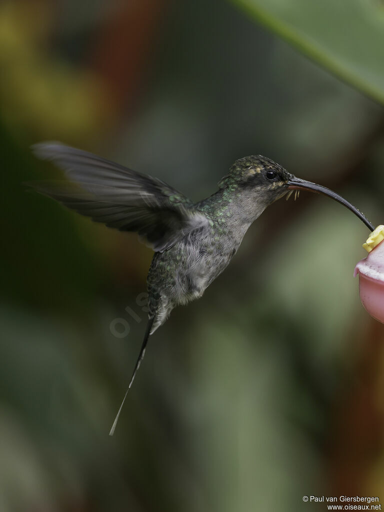 Green Hermit female adult