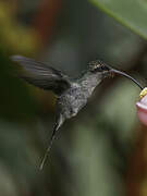 Green Hermit