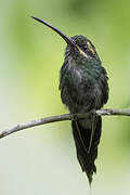 White-whiskered Hermit