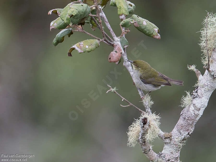 Green Jeryadult, habitat, pigmentation