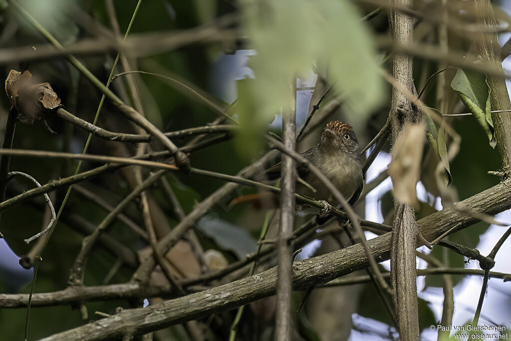 Chestnut-capped Flycatcheradult