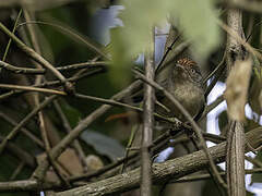 Chestnut-capped Flycatcher