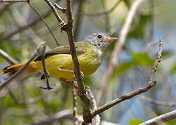 Livingstone's Flycatcher