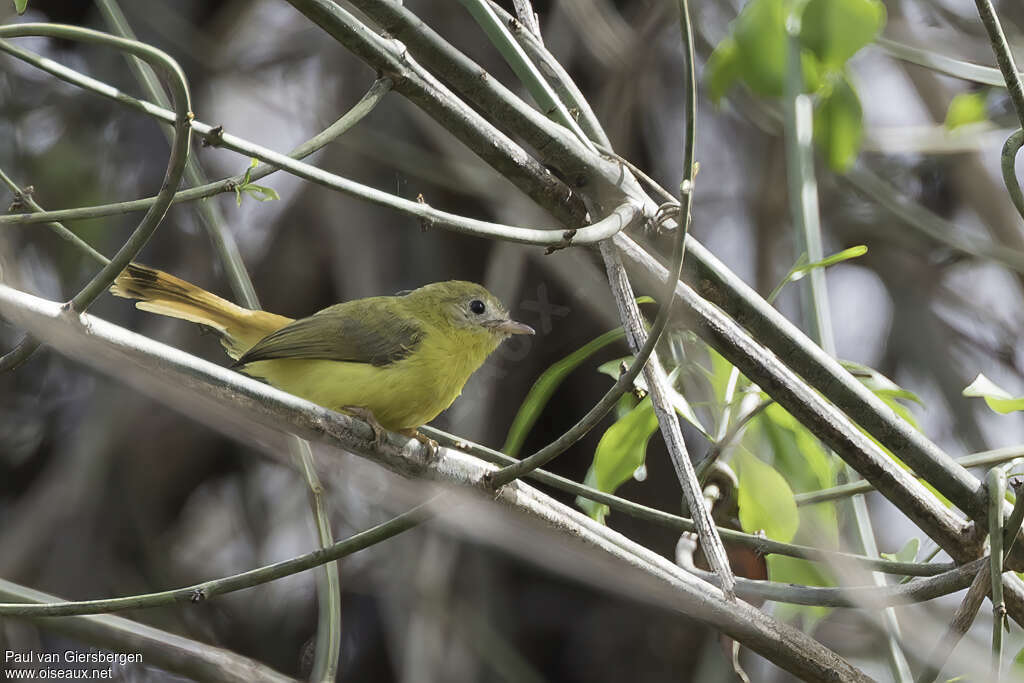 Livingstone's Flycatcheradult, identification