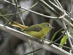 Livingstone's Flycatcher