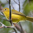 Érythrocerque jaune