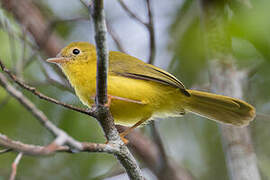 Little Yellow Flycatcher