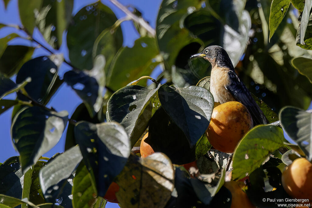 Spot-winged Starling