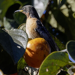 Étourneau à ailes tachetées
