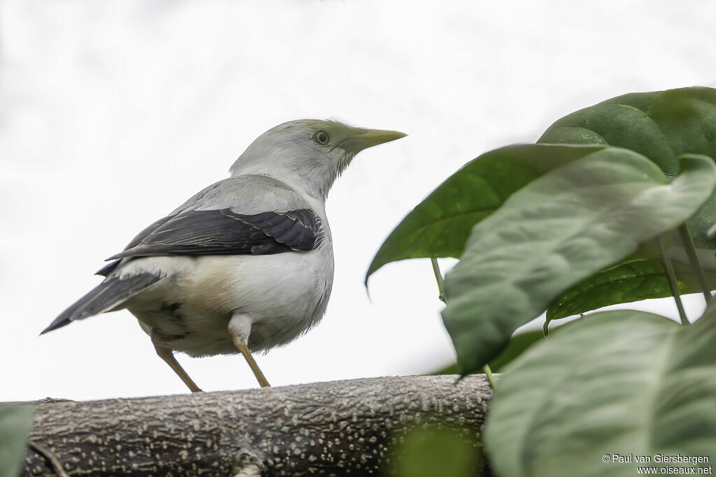 White-headed Starlingadult