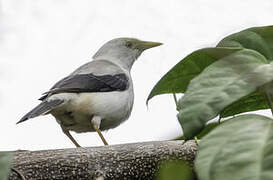 White-headed Starling