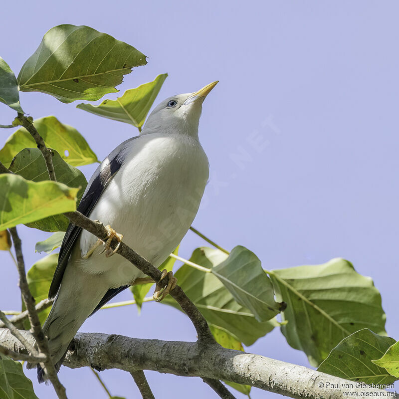 White-headed Starlingadult