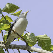 White-headed Starling