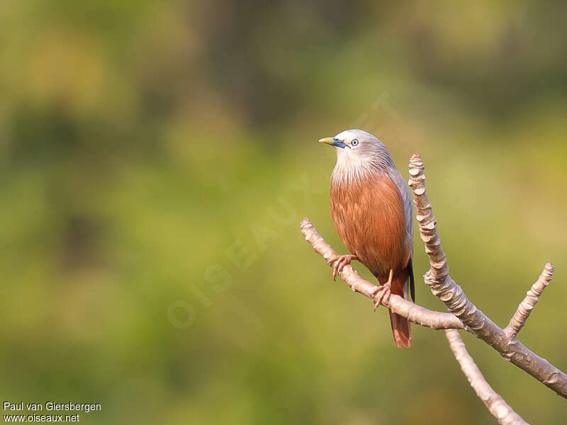 Chestnut-tailed Starlingadult