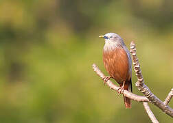 Chestnut-tailed Starling